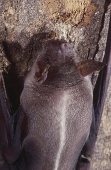 Illustration for article titled Chiroptera Thursday - Noctilio leporinus Edition
